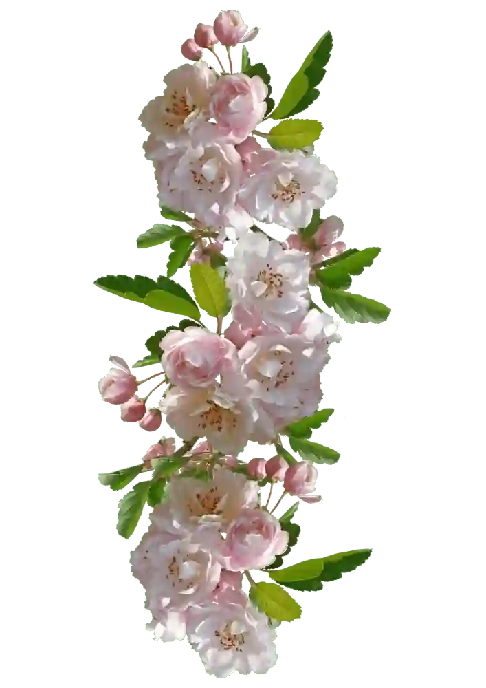 .webp