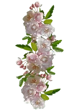 .webp