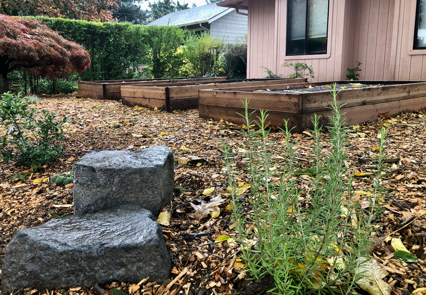 Front yard permaculture transformation featuring raised garden beds, edible/native plantings, sheet mulching, and boulders. Portland landscaping.
Vancouver landscaping. Landscape contractor. Food forest. 