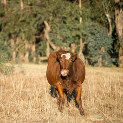 1c552c0c-4d44-42b2-b125-aedbba822fb7