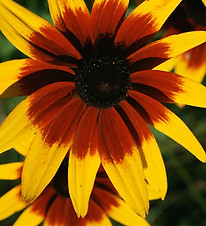 Jaune et rouge Fleur