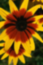 Vibrant Yellow Blossoms