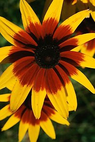 Yellow and Red Flower