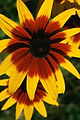 Yellow and Red Flower