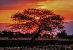 Sunset in the Serengeti