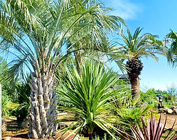 ヤシの種類 | HAPPINESS GARDEN｜ココスヤシ＊サバルヤシ＊ワシントン