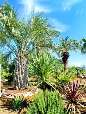 ヤシの種類 | HAPPINESS GARDEN｜ココスヤシ＊サバルヤシ＊ワシントン