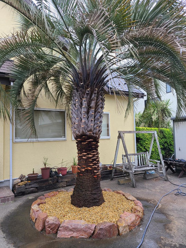 濃いサビ色 信楽砂利✨ シガラキ砂利 注文 