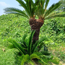 ソテツ
cycad