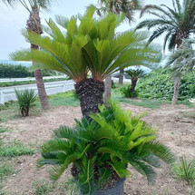 ソテツ
cycad