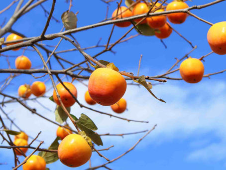 COMO FRUTIFICAR EM TEMPOS ADVERSOS?