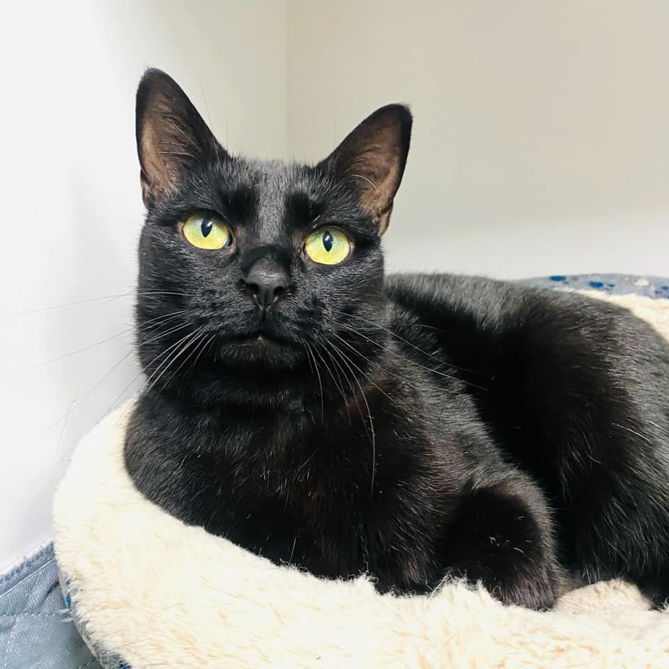 Why Black Cats bring Good Luck