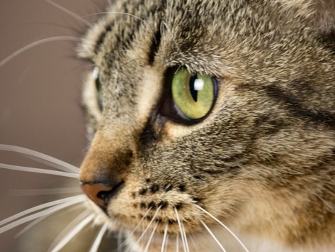 Kitty Godmother Test Post 20191005