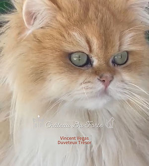 WhatsApp Image 2025-05-29 at 14.39.54 (1).jpeg