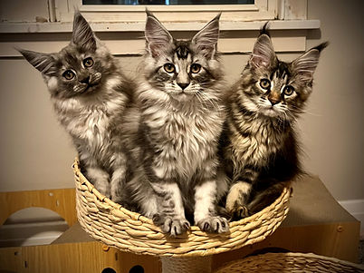 millys litter 12 weeks.jpg