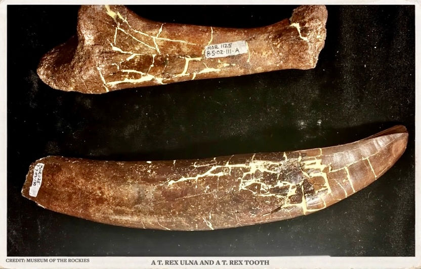 Egy Tyrannosaurus rex alkarcsontja és foga