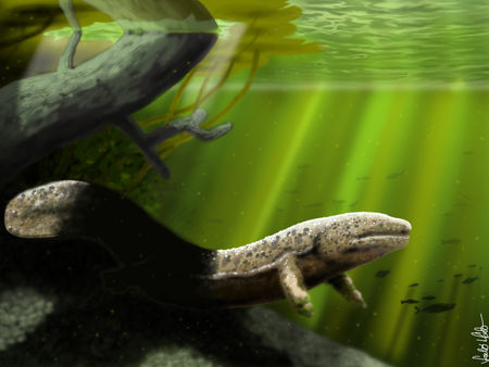 Óriásszalamandrák éltek a Mecsek lábánál