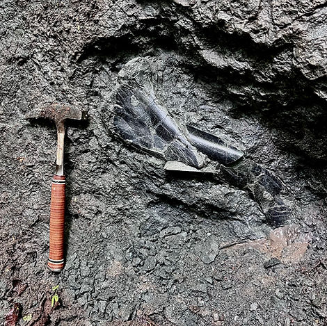Kistestű sauruopda humerus combcsont a valiorai dinoszaurusz lelőhelyen