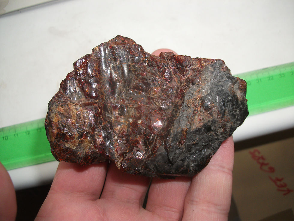 A Kozma Károly által adományozott hatalmas ajkait darab (fotó: Szabó Márton)