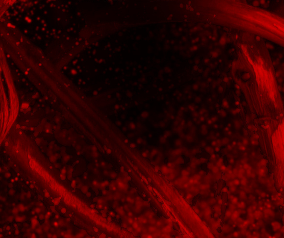 VB background.png