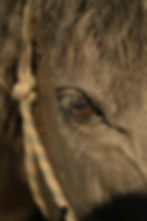 Pferdeaugen, die menschliche Körpersprache spiegeln – nonverbales Feedback im pferdegestützten Coaching