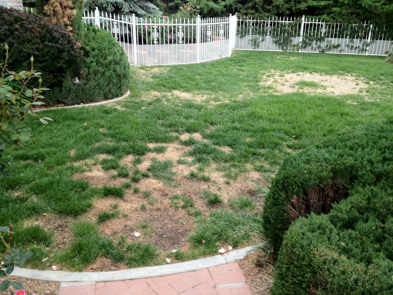 How to Fix a Patchy Lawn: Step-by-Step Guide (2025 Update)