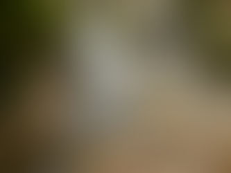 In Search of The Fairies