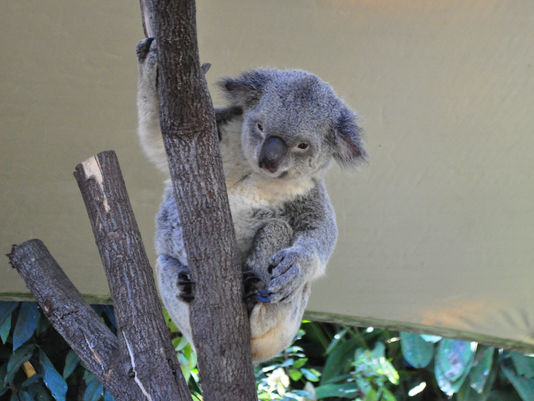 Cairns, Queensland, Australia