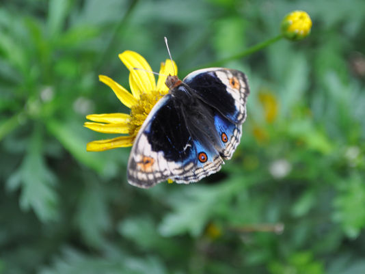 Cameron Highlands, Malaysia