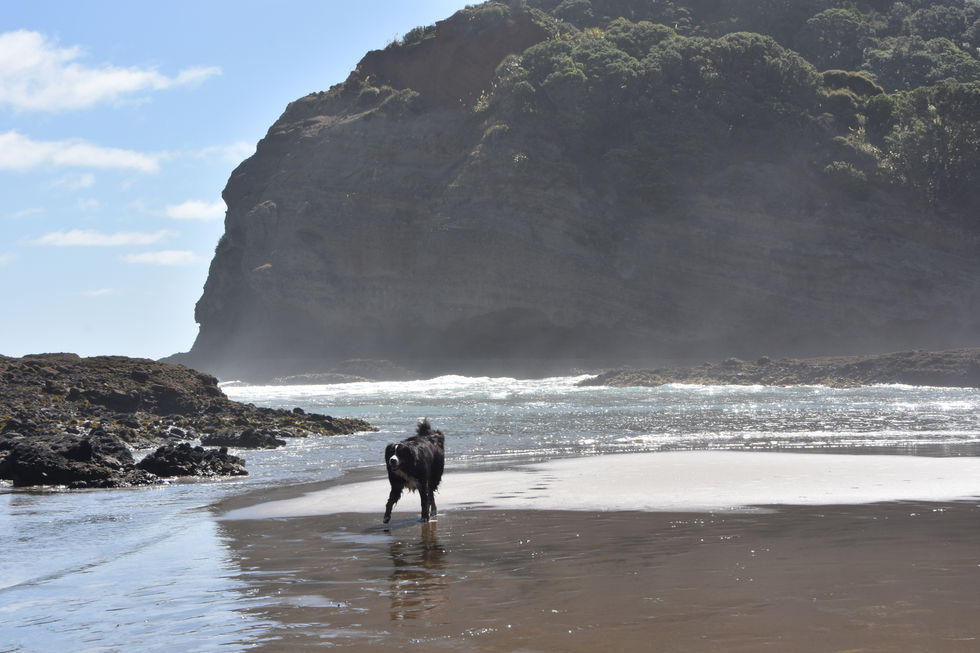 The Whiskey and Wedge Warriors