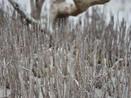 Where The Reef Meets the Forest