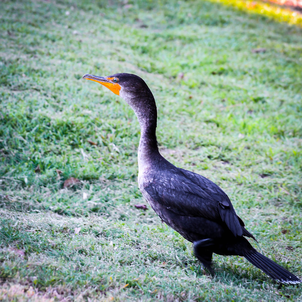 Double-crested Cormorant