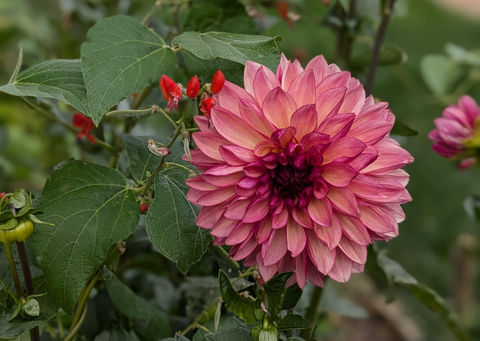 Vibrant pink dahlia surrounded by green leaves and red blossoms in a residential garden landscape.