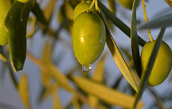 olive-g02d94a223_1920.jpg