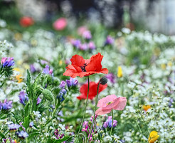 flower-meadow-g5ff8cdb9e_1920.jpg