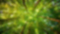 trees canopy.jpg