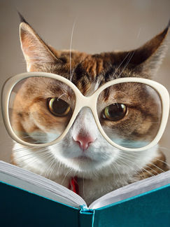 3 Astuces pour débuter en Communication Animale