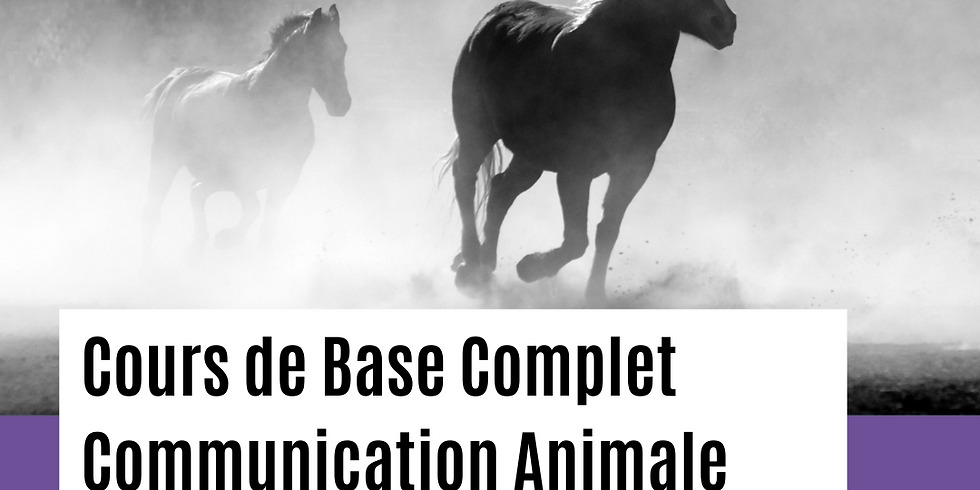 LOT Communication Animale / Cours de Base