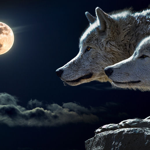 Quel est votre animal Totem?