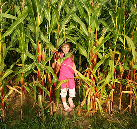 LABYRINTHE AdobeStock_40444238.jpeg