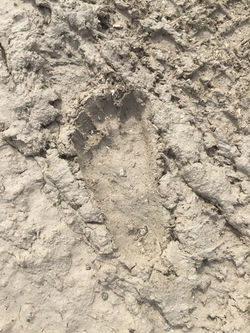 Juvenal print Green Swamp FL