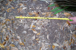 Kissimmee, Fl 2008