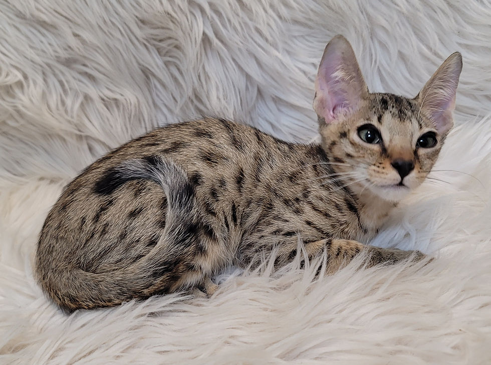 Thumbnail: F7sbt Golden Spotted Brown Boy Bricin Born 12-5-25 