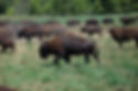 Wild Winds Buffalo Preserve