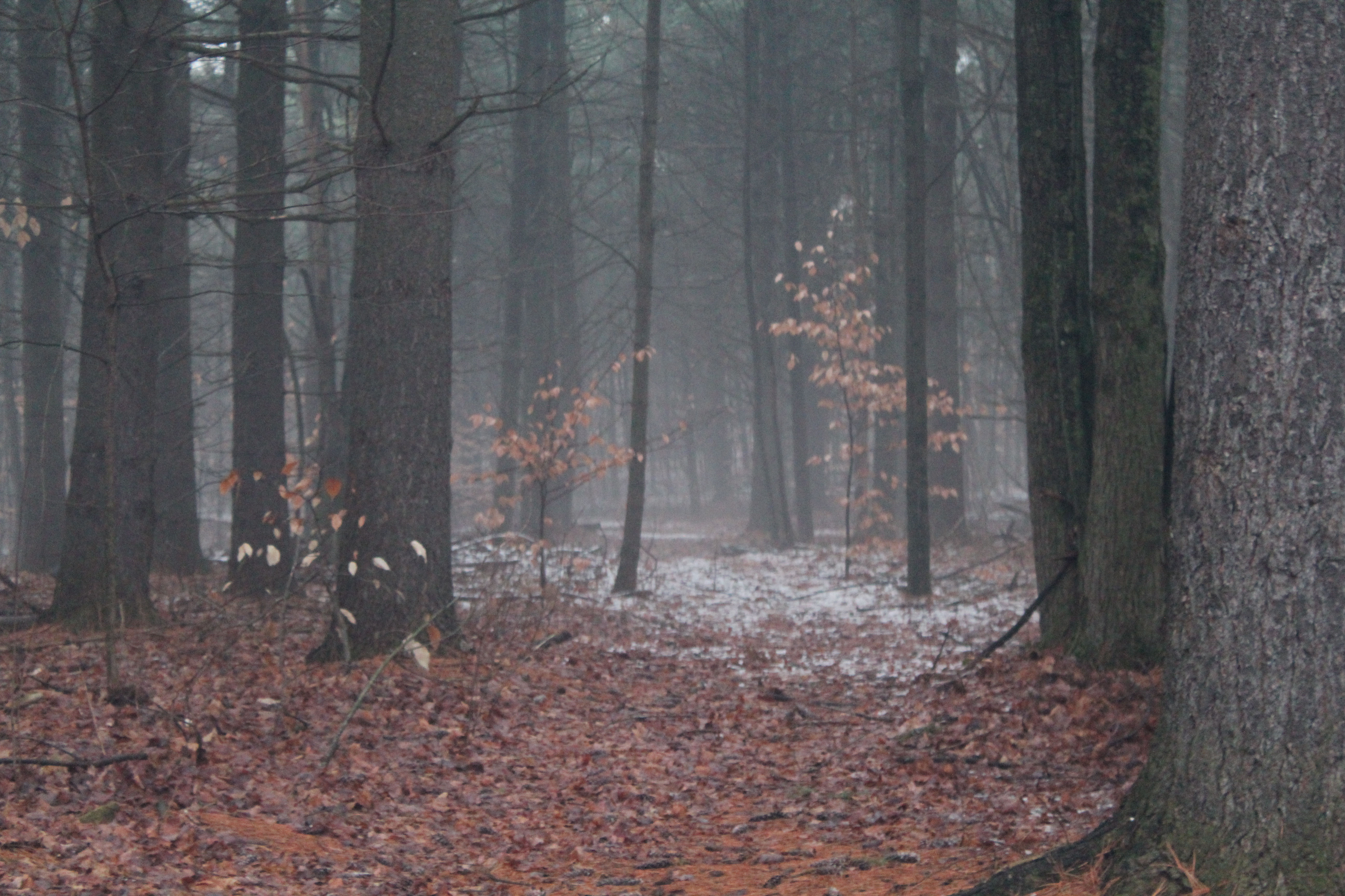 Quiet Dark Forest 