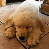It's hard being this cute and fluffy 😍 