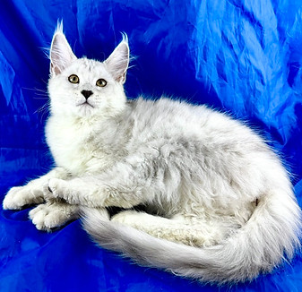California Maine Coons, European Maine Coons For Sale San Diego, California, Prestigious Purr is TICA registered