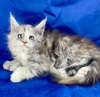 California Maine Coons, European Maine Coons For Sale San Diego, California, Prestigious Purr is TICA registered