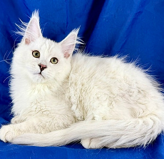 California Maine Coons, European Maine Coons For Sale San Diego, California, Prestigious Purr is TICA registered