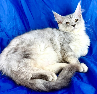California Maine Coons, European Maine Coons For Sale San Diego, California, Prestigious Purr is TICA registered